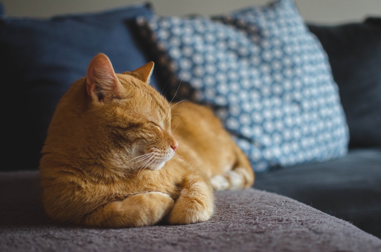 How to Spot Signs of Pain in Cats